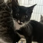 Kot do adopcji, Radom, 24 czerwca 2026