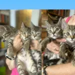 Kot do adopcji, Radom, 26 czerwca 2026