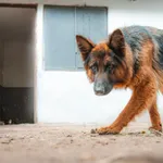 Pies do adopcji, Milanówek, 25 czerwca 2026