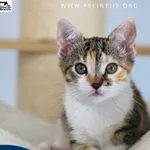 Kot do adopcji, Rzeszów, 27 czerwca 2026