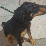 Pies do adopcji, Racławice, 25 czerwca 2026