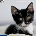 Kot do adopcji, Rzeszów, 27 czerwca 2026