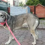 Suczka poz. 26/0353