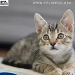 Kot do adopcji, Rzeszów, 28 czerwca 2026