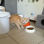 Kot do adopcji, Oborniki, 11 czerwca 2026