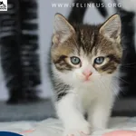 Kot do adopcji, Chmielnik, 28 czerwca 2026