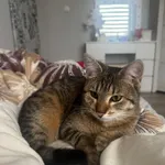 Zaginął kot, Łódź, 28 czerwca 2026