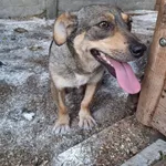 Pies do adopcji, Rytlów, 30 czerwca 2026