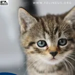 Kot do adopcji, Chmielnik, 30 czerwca 2026