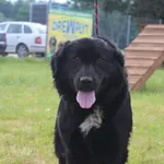 Pies do adopcji, Grudziądz, 9 czerwca 2026