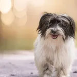 Pies do adopcji, Nowodwór, 30 czerwca 2026