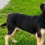 Pies do adopcji, Głowno, 1 lipca 2026