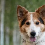 Pies do adopcji, Nowodwór, 30 czerwca 2026