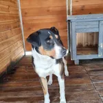 Pies do adopcji, Rytlów, 30 czerwca 2026