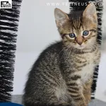 Kot do adopcji, Chmielnik, 1 lipca 2026