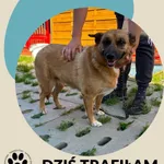 Zoja