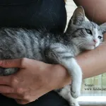 Kot do adopcji, Nowy Dwór Mazowiecki, 1 lipca 2026