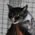 Kot do adopcji, Nowy Dwór Mazowiecki, 2 lipca 2026