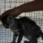 Kot do adopcji, Nowy Dwór Mazowiecki, 1 lipca 2026
