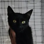 Kot do adopcji, Nowy Dwór Mazowiecki, 2 lipca 2026