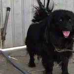 Migel