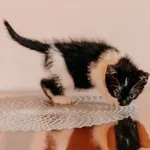 Kot do adopcji, Czartki, 3 lipca 2026