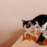 Kot do adopcji, Czartki, 3 lipca 2026