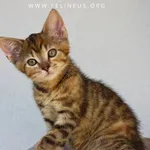 Kot do adopcji, Rzeszów, 3 lipca 2026