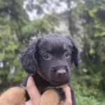 Pies do adopcji, Radom, 11 lipca 2026