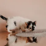 Kot do adopcji, Czartki, 3 lipca 2026