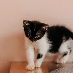 Kot do adopcji, Czartki, 3 lipca 2026