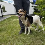 Pies do adopcji, Chełmek, 13 czerwca 2026