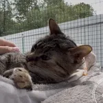 Kot do adopcji, Chełmek, 9 czerwca 2026