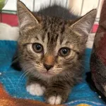 Kot do adopcji, Głowno, 5 lipca 2026