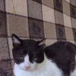 Kot do adopcji, Tychy, 8 stycznia 2026