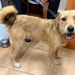 Pies do adopcji, Sosnowiec, 5 lipca 2026