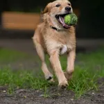Pies do adopcji, Sosnowiec, 5 lipca 2026