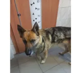 Frida