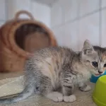 Frezja