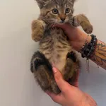Uma.