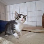 Fraszka