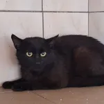 Neron