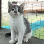 Kot do adopcji, Rzeszów, 8 lipca 2026