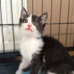 Kot do adopcji, Bydgoszcz, 7 lipca 2026