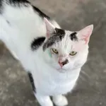 Kot do adopcji, Bydgoszcz, 7 lipca 2026