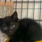 Kot do adopcji, Bydgoszcz, 9 lipca 2026