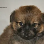 Pies do adopcji, Nowy Dwór Mazowiecki, 7 lipca 2026