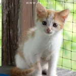 Kot do adopcji, Rzeszów, 8 lipca 2026