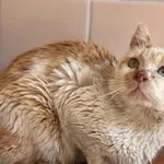 Kot do adopcji, Bydgoszcz, 7 lipca 2026
