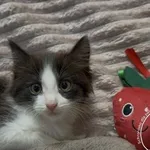 Tux